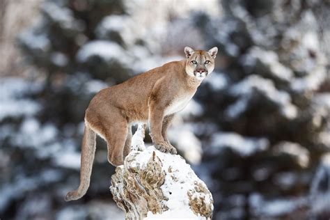 cougar mountain lion